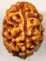 Two Mukhi From Java
