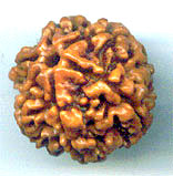 Six Mukhi From Nepal