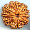 Nine Mukhi From Nepal