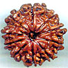 Ten Mukhi From Nepal