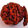 Ganesh Rudraksha From Nepal