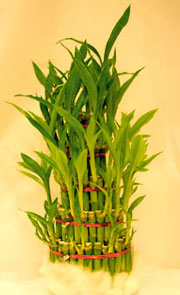 Good Luck Plant - 5 Layers