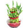 Good Luck Plant 2 layers